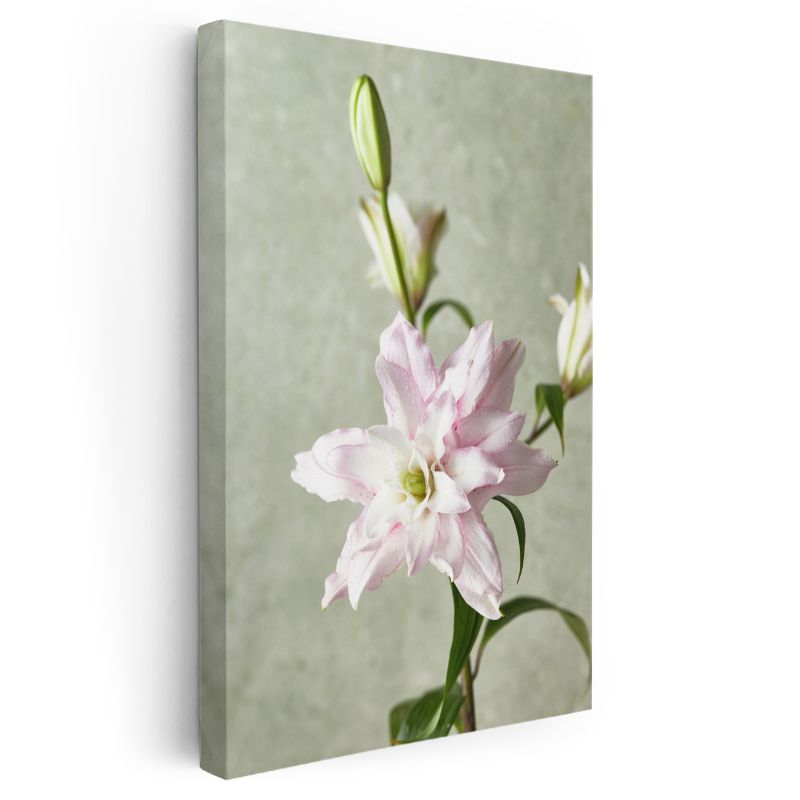 Pembe Zambak - Minimal Açık Zeminde Çiçek Kanvas Tablo