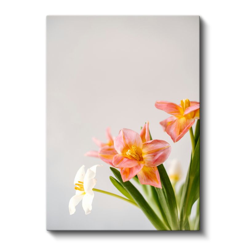 Bahar Çiçekleri - Minimal Beyaz Zeminde Pembe Laleler Kanvas Tablo