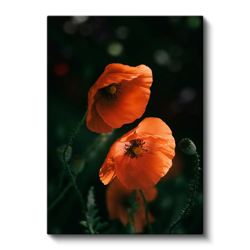 Turuncu Gelincikler - Koyu Zeminde Parlak Haşhaş Çiçekleri Kanvas Tablo