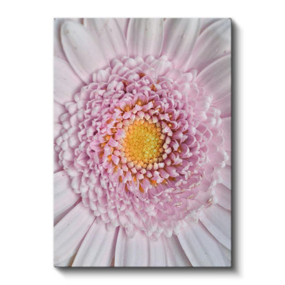 Pembe Gerbera - Makro Çekim Çiçek Detayları Kanvas Tablo