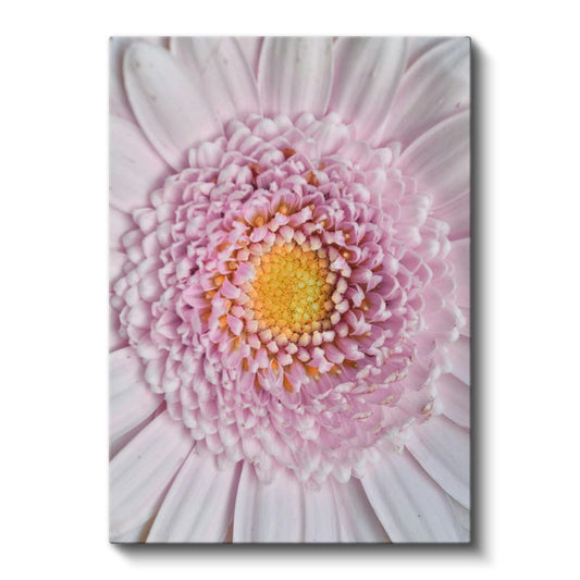 Pembe Gerbera - Makro Çekim Çiçek Detayları Kanvas Tablo