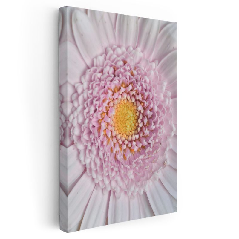Pembe Gerbera - Makro Çekim Çiçek Detayları Kanvas Tablo