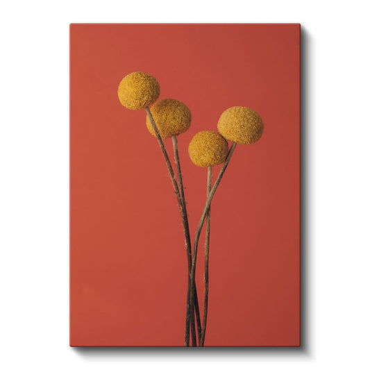 Altın Craspedia - Turuncu Arka Planda Sarı Top Çiçekler Kanvas Tablo