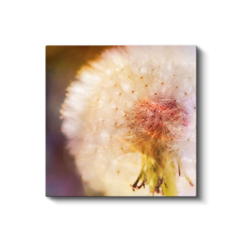 Karahindiba Detayı - Yumuşak Tonlarda Çiçek Portresi Kanvas Tablo