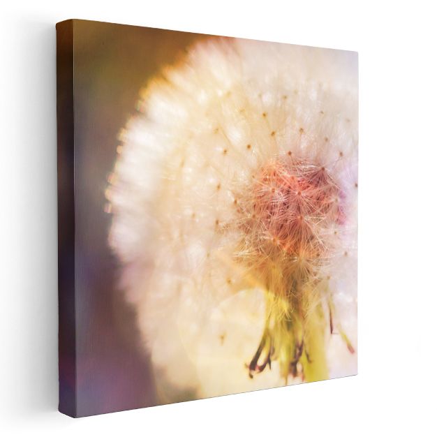 Karahindiba Detayı - Yumuşak Tonlarda Çiçek Portresi Kanvas Tablo