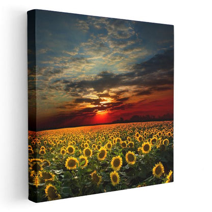 Gün Batımı ve Ayçiçekleri - Dramatik Gökyüzü Altında Çiçek Tarlası Kanvas Tablo