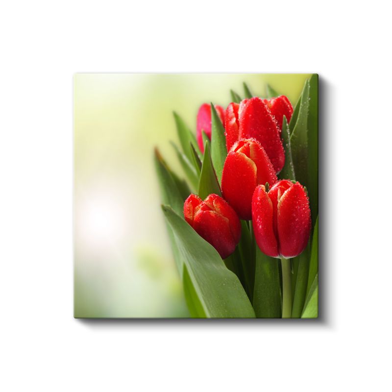 Kırmızı Laleler - Çiy Damlacıklı Zarif Çiçek Portresi Kanvas Tablo