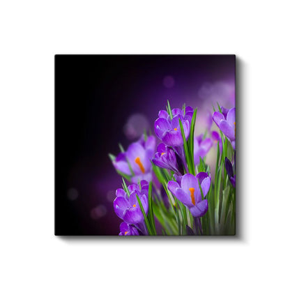 Mor Krokuslar - Koyu Fonda Bahar Çiçekleri Kanvas Tablo