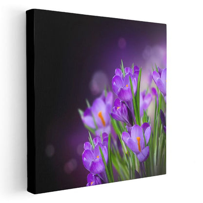 Mor Krokuslar - Koyu Fonda Bahar Çiçekleri Kanvas Tablo