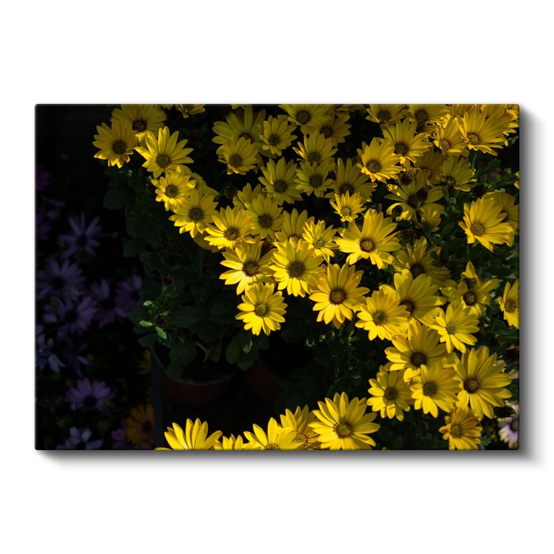Sarı Papatyalar - Koyu Fonda Parlak Çiçek Buketi Kanvas Tablo