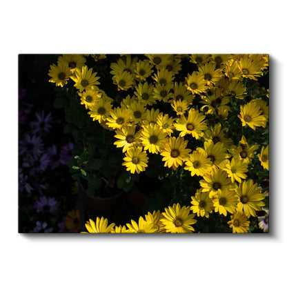 Sarı Papatyalar - Koyu Fonda Parlak Çiçek Buketi Kanvas Tablo