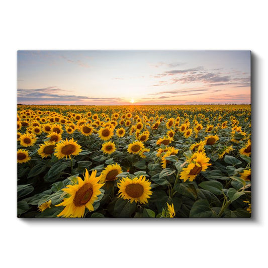 Altın Ayçiçekleri - Gün Batımında Çiçek Tarlası Kanvas Tablo
