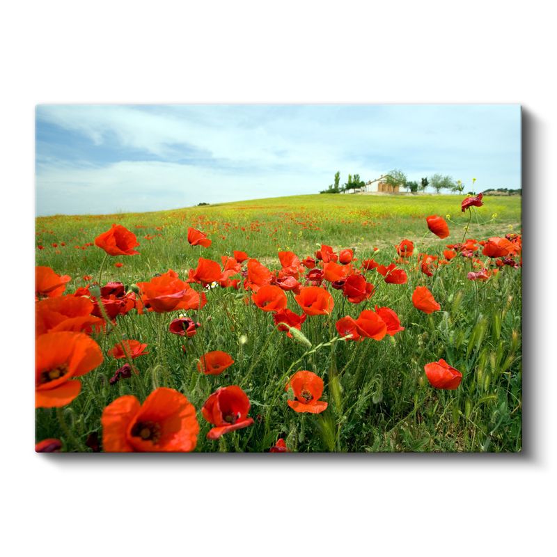 Gelincik Tarlası - Mavi Gökyüzü Altında Kırmızı Çiçekler Kanvas Tablo