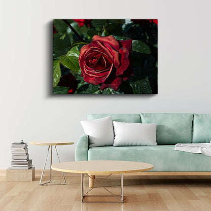 Kadife Kırmızı Gül - Yeşil Yapraklar Arasında Zarif Çiçek Portresi Kanvas Tablo