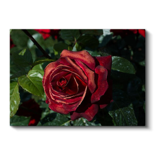 Kadife Kırmızı Gül - Yeşil Yapraklar Arasında Zarif Çiçek Portresi Kanvas Tablo