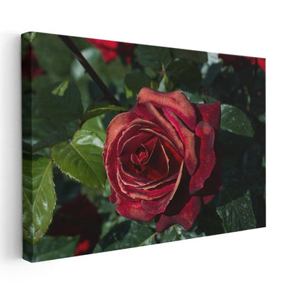 Kadife Kırmızı Gül - Yeşil Yapraklar Arasında Zarif Çiçek Portresi Kanvas Tablo