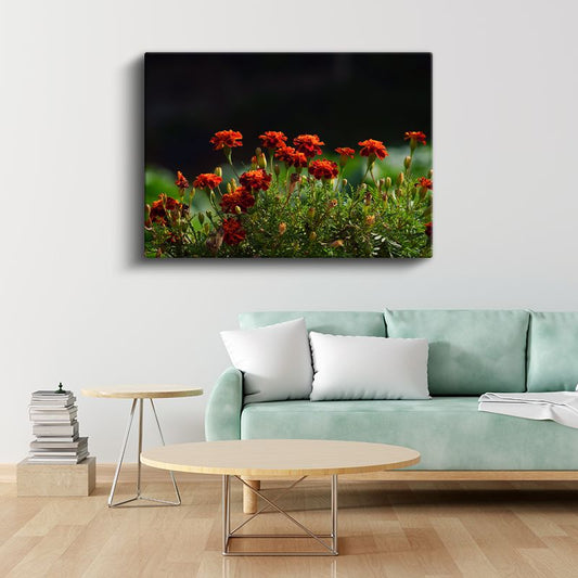 Turuncu Kadife Çiçekleri - Koyu Arka Planda Alev Renkli Bahçe Kanvas Tablo