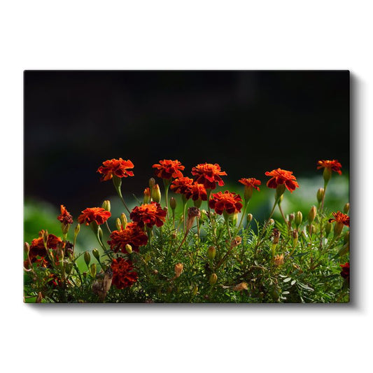 Turuncu Kadife Çiçekleri - Koyu Arka Planda Alev Renkli Bahçe Kanvas Tablo