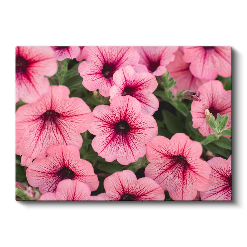 Pembe Petunya Çiçekleri - Damar Desenli Narin Çiçek Koleksiyonu Kanvas Tablo