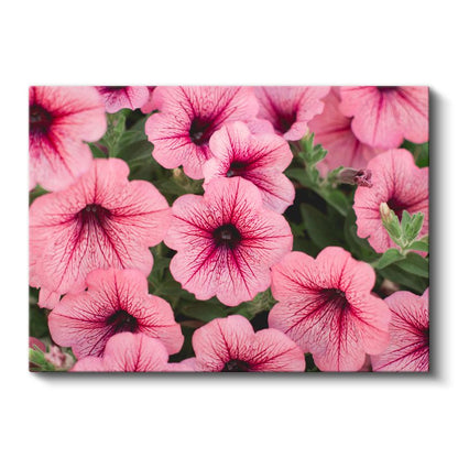 Pembe Petunya Çiçekleri - Damar Desenli Narin Çiçek Koleksiyonu Kanvas Tablo
