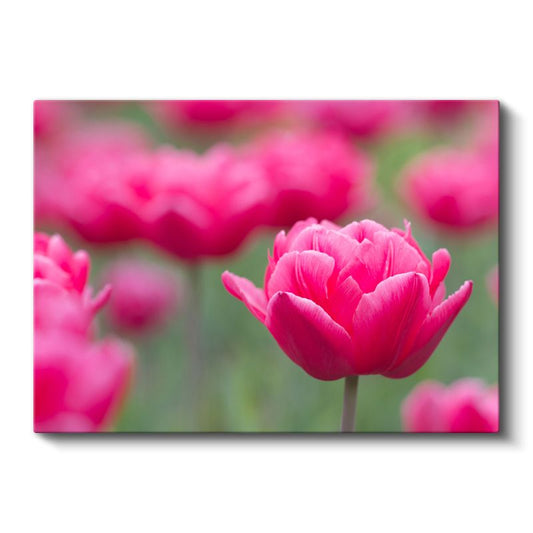 Fuşya Lale - Yumuşak Odak Tekniği ile Çiçek Portresi Kanvas Tablo