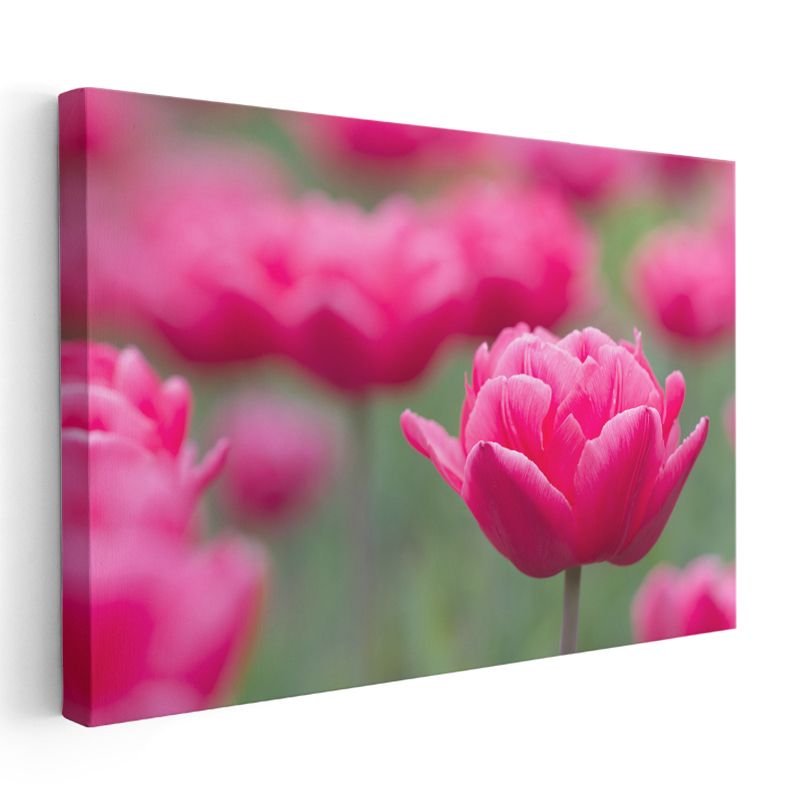 Fuşya Lale - Yumuşak Odak Tekniği ile Çiçek Portresi Kanvas Tablo