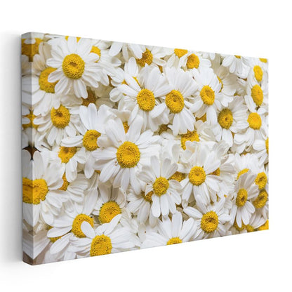 Beyaz Papatya Denizi - Altın Merkezli Saf Beyaz Çiçekler Kanvas Tablo