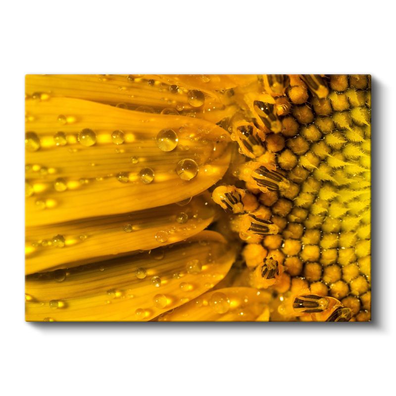 Çiy Damlalı Ayçiçeği - Makro Çekim Sarı Çiçek Detayı Kanvas Tablo
