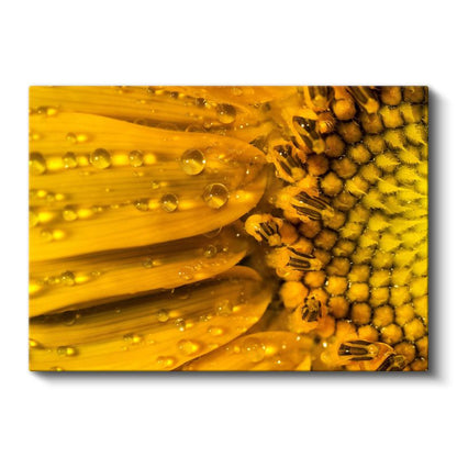 Çiy Damlalı Ayçiçeği - Makro Çekim Sarı Çiçek Detayı Kanvas Tablo