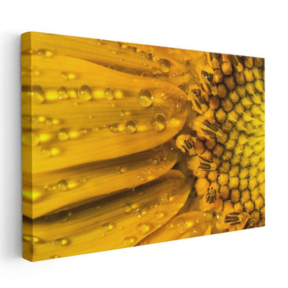 Çiy Damlalı Ayçiçeği - Makro Çekim Sarı Çiçek Detayı Kanvas Tablo