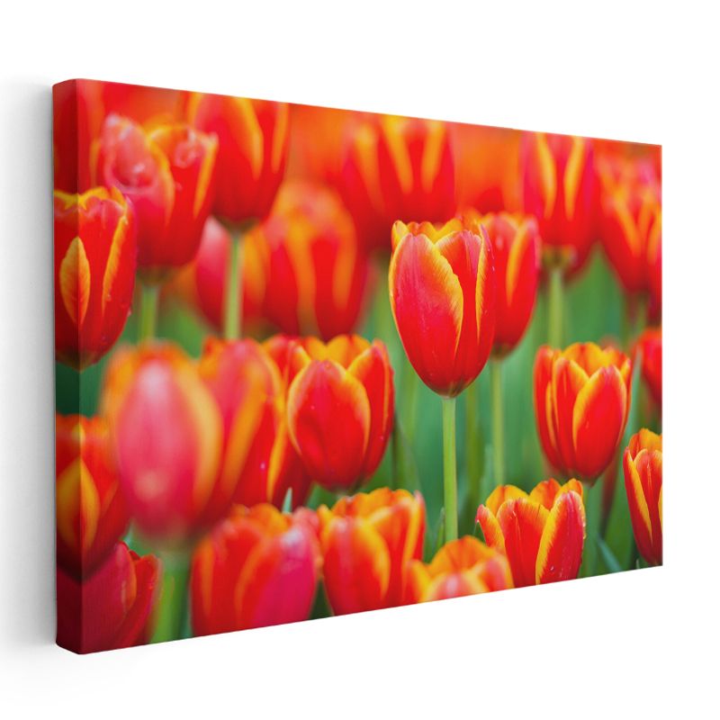 Ateş Laleler - Yeşil Fonda Turuncu Kırmızı Çiçek Bahçesi Kanvas Tablo
