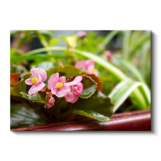 Pembe Begonyalar - Yeşil Yapraklar Arasında Minyatür Çiçekler Kanvas Tablo