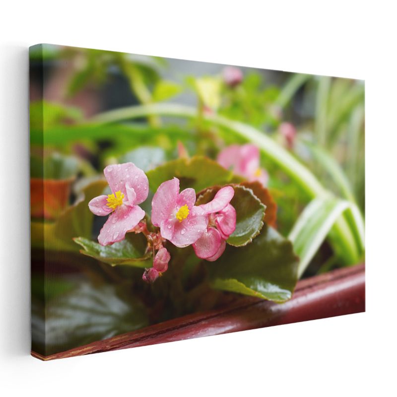 Pembe Begonyalar - Yeşil Yapraklar Arasında Minyatür Çiçekler Kanvas Tablo