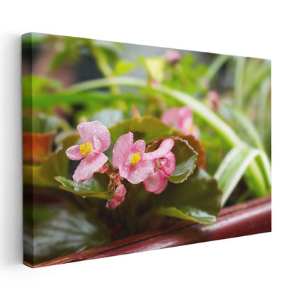 Pembe Begonyalar - Yeşil Yapraklar Arasında Minyatür Çiçekler Kanvas Tablo