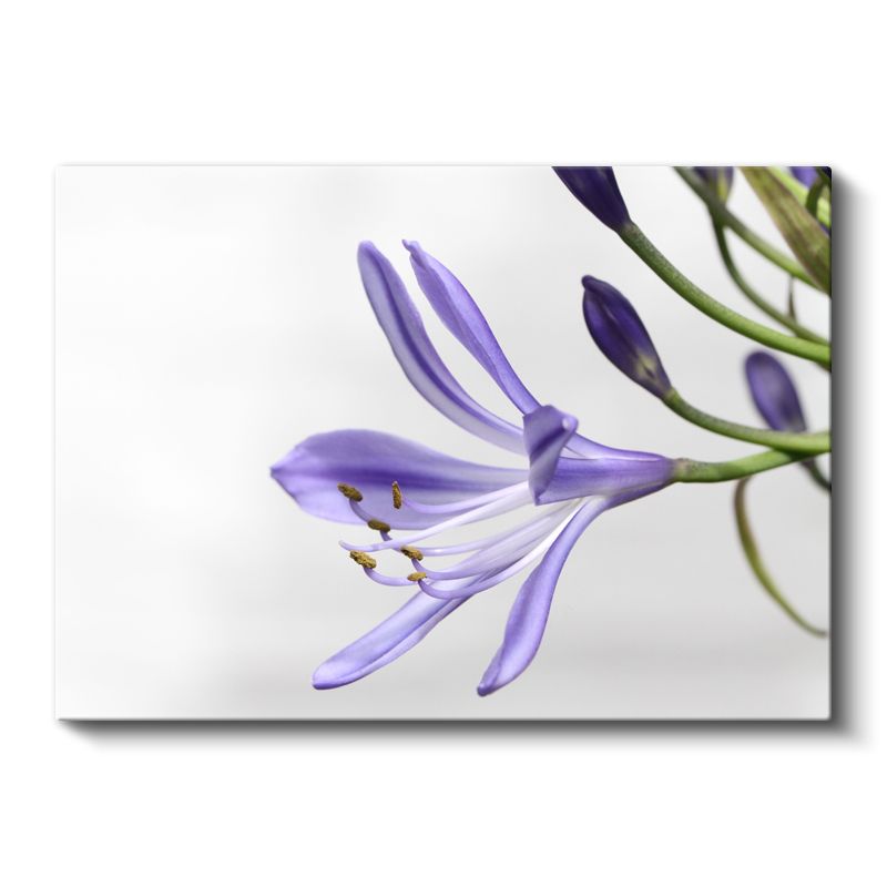 Mor Zambak - Minimalist Beyaz Fonda Zarif Çiçek Portresi Kanvas Tablo