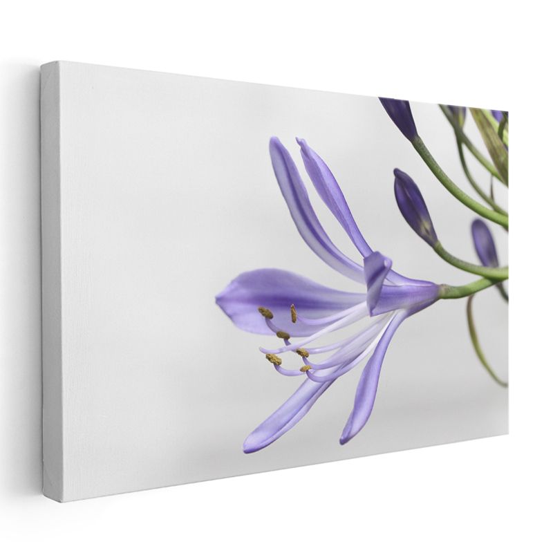 Mor Zambak - Minimalist Beyaz Fonda Zarif Çiçek Portresi Kanvas Tablo