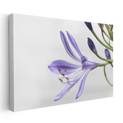 Mor Zambak - Minimalist Beyaz Fonda Zarif Çiçek Portresi Kanvas Tablo
