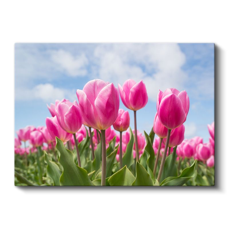 Pembe Lale Tarlası - Mavi Gökyüzü Altında Bahar Çiçekleri Kanvas Tablo