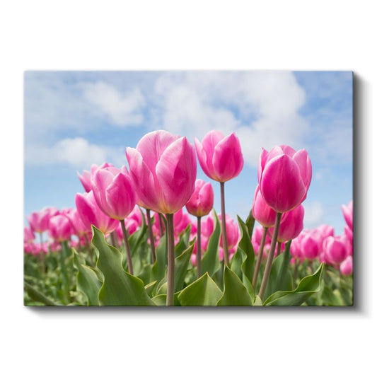 Pembe Lale Tarlası - Mavi Gökyüzü Altında Bahar Çiçekleri Kanvas Tablo