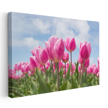 Pembe Lale Tarlası - Mavi Gökyüzü Altında Bahar Çiçekleri Kanvas Tablo