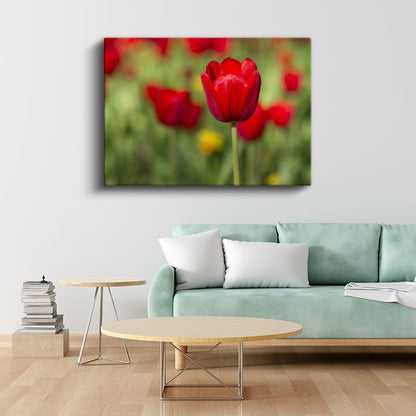 Kırmızı Lale Portresi - Yeşil Bahçe Fonunda Zarif Çiçek Kanvas Tablo