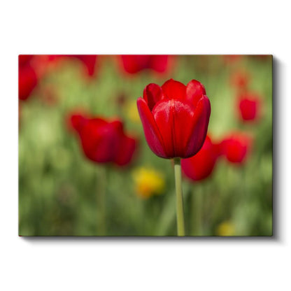 Kırmızı Lale Portresi - Yeşil Bahçe Fonunda Zarif Çiçek Kanvas Tablo