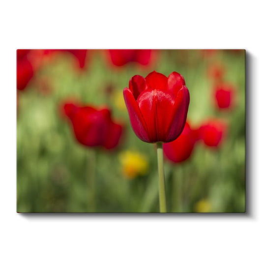 Kırmızı Lale Portresi - Yeşil Bahçe Fonunda Zarif Çiçek Kanvas Tablo