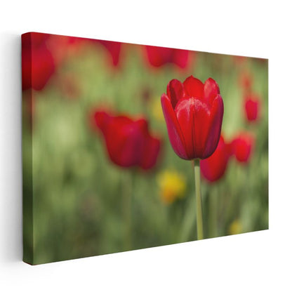 Kırmızı Lale Portresi - Yeşil Bahçe Fonunda Zarif Çiçek Kanvas Tablo