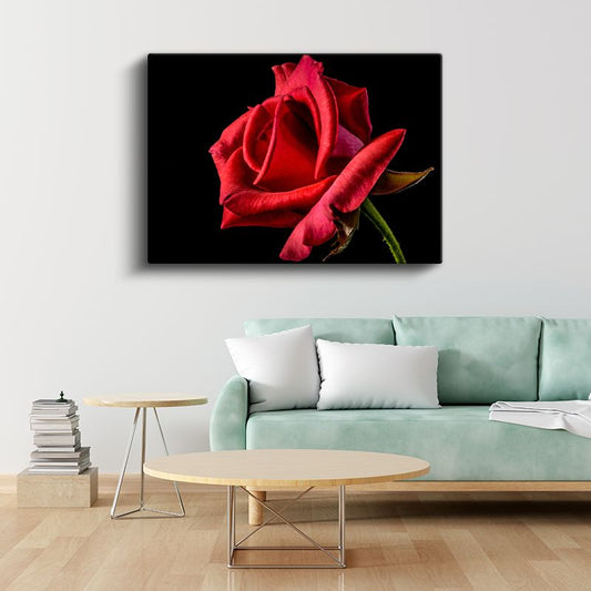 Tutku Gülleri - Siyah Fonda Yoğun Kırmızı Çiçek Koleksiyonu Kanvas Tablo