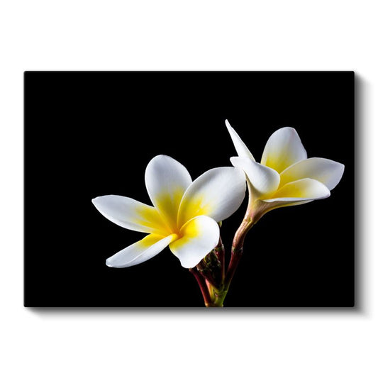 Bordo Gül - Koyu Yeşil Yapraklar Arasında Asil Çiçek Portresi Kanvas Tablo