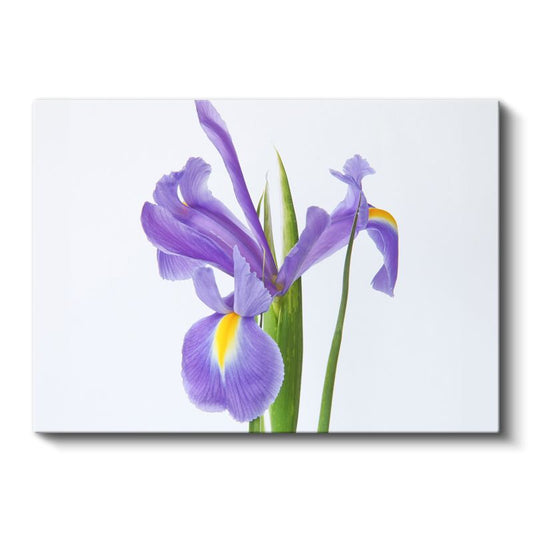 Pembe Yıldızlar - Damarlı Petunya Çiçekleri Kolajı Kanvas Tablo