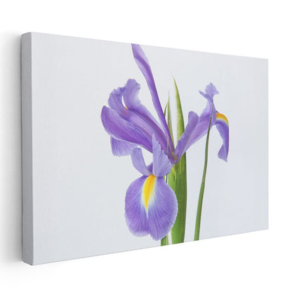 Pembe Yıldızlar - Damarlı Petunya Çiçekleri Kolajı Kanvas Tablo