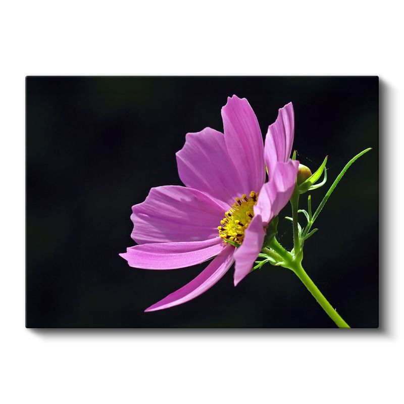 Mavi Gökyüzü Altında Ayçiçekleri - Parlak Sarı Çiçek Tarlası Kanvas Tablo