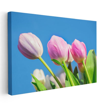 Pembe Kadife Lale - Yumuşak Fonda Zarif Çiçek Detayı Kanvas Tablo